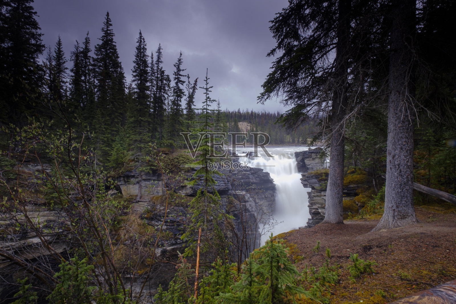 阿萨巴斯卡瀑布位于加拿大落基山脉。在水面上的悬崖之间，有许多木头被卡住了。贾斯帕国家公园的阴天照片摄影图片