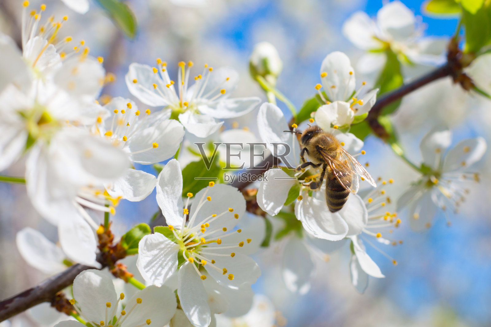 美丽的特写春天开花的树。日本春色春花春色背景。自然背景上的花树。照片摄影图片