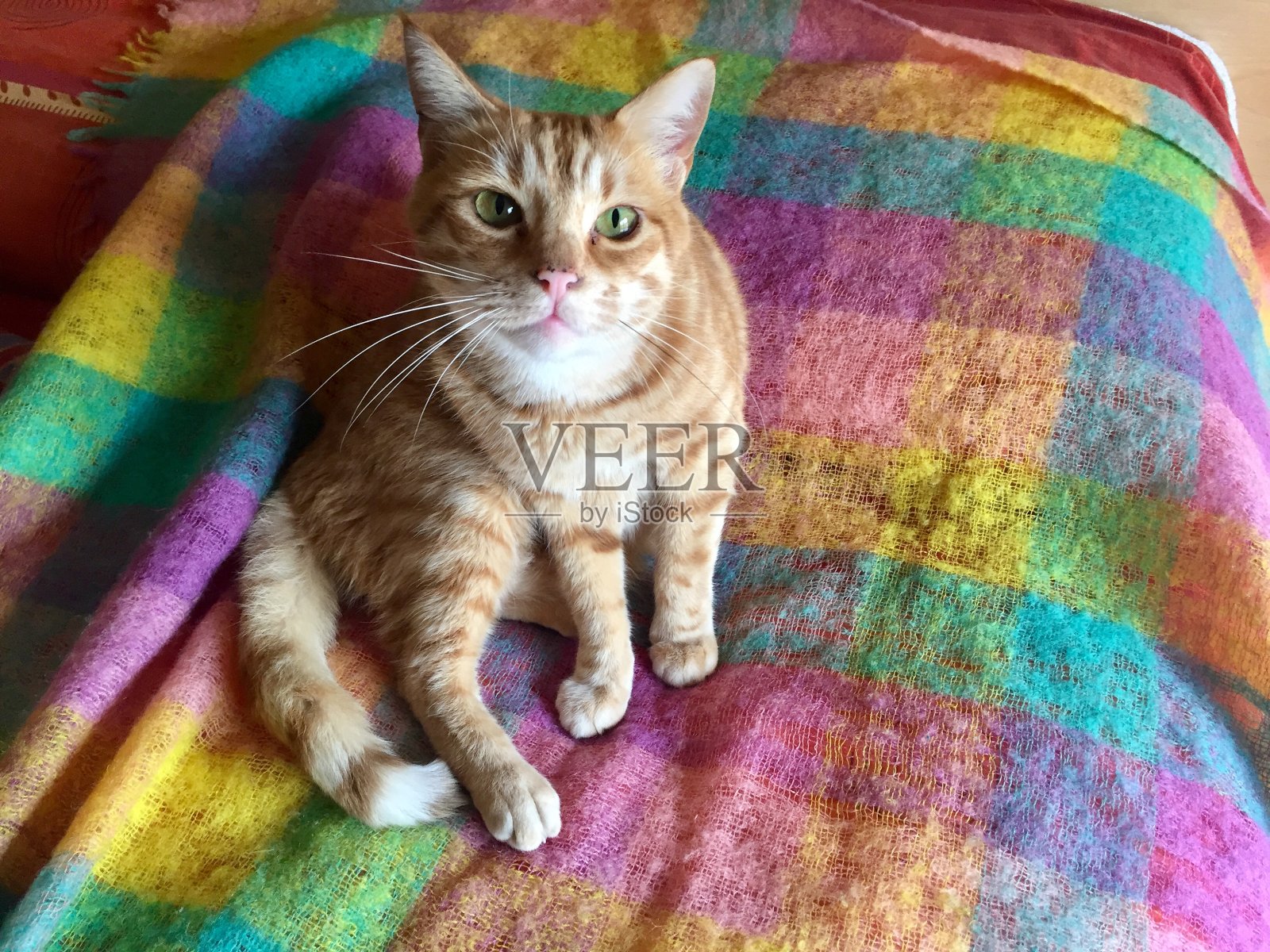 一只孤立的橙色猫躺在床上的彩色毯子上(意大利，欧洲)照片摄影图片