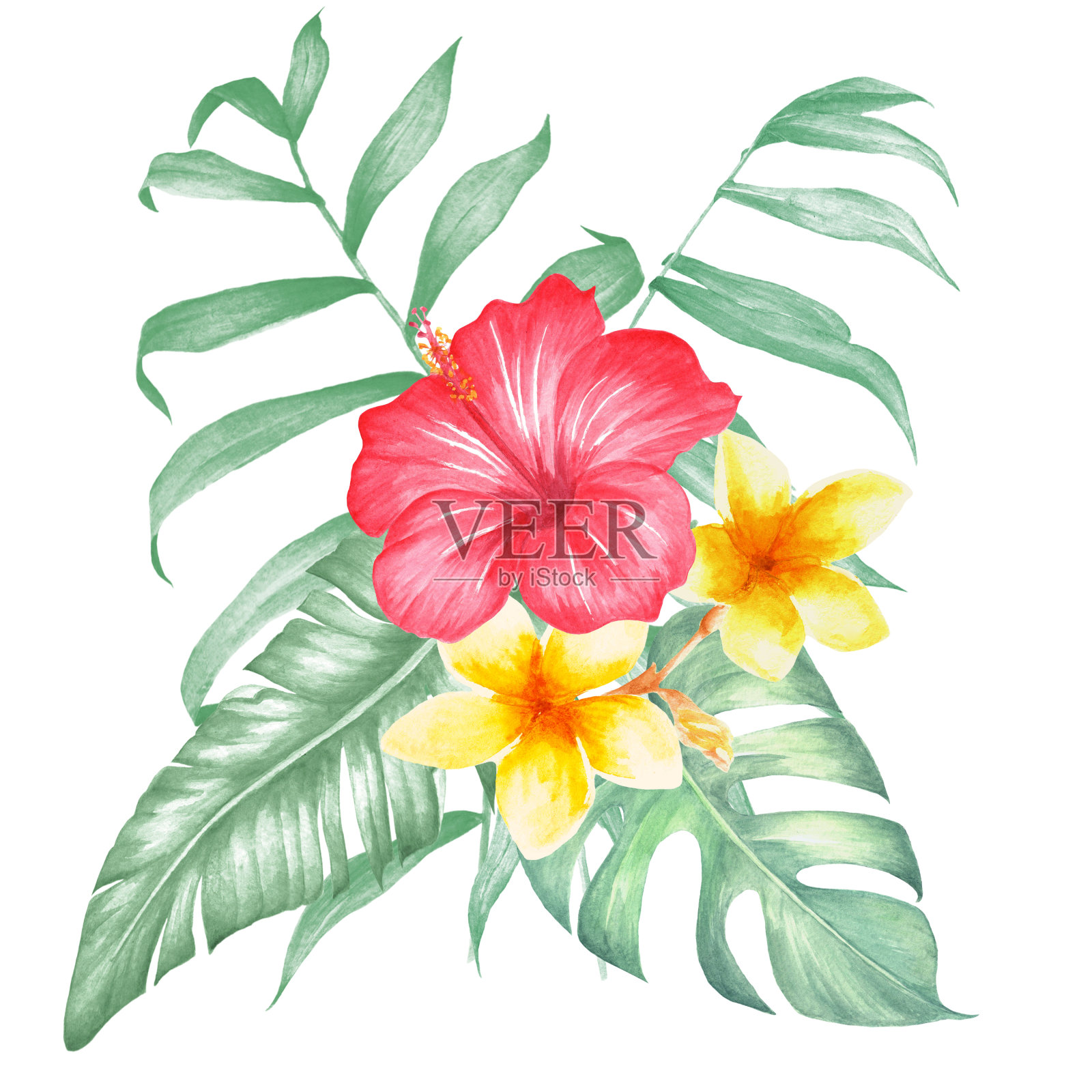 热带collecton水彩。棕榈、香蕉和长着热带花朵的怪兽叶。插画图片素材