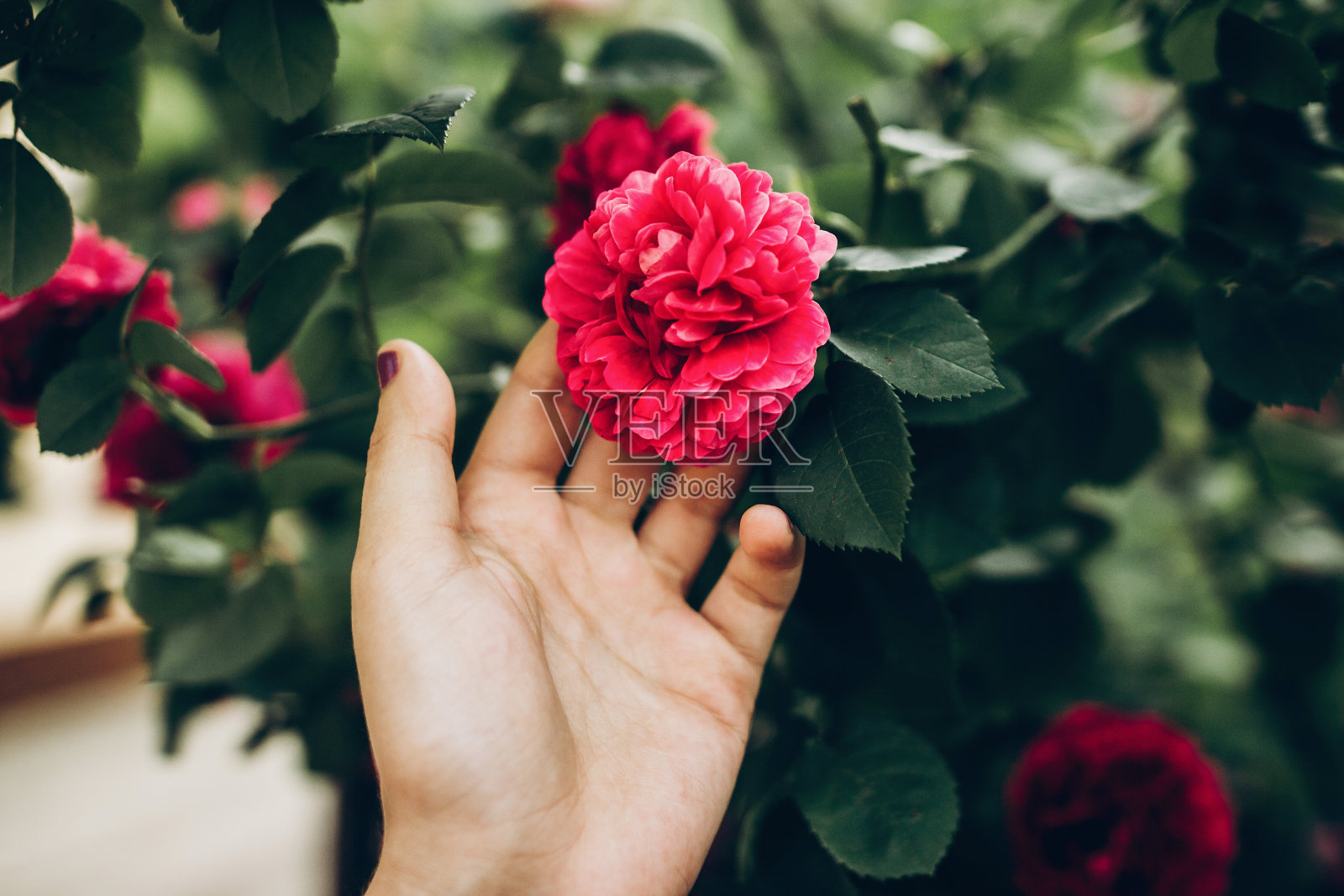 女人手里拿着美丽的紫粉色玫瑰。嬉皮士女孩触摸惊人的美丽花朵。空间的文本。在夏天园艺。大气的时刻照片摄影图片