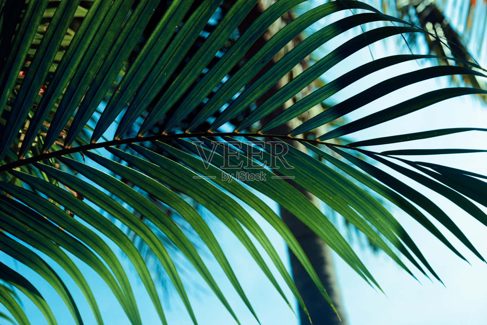 绿色棕榈树枝。完美的设计背景照片摄影图片