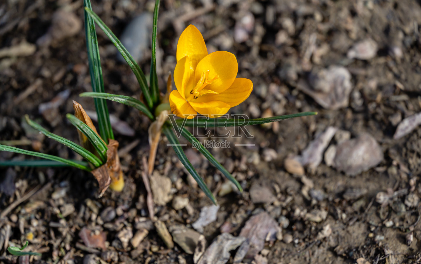 柔焦点春天的自然与近距离番红花金黄色模糊的自然背景花园。弹簧设计的自然概念照片摄影图片