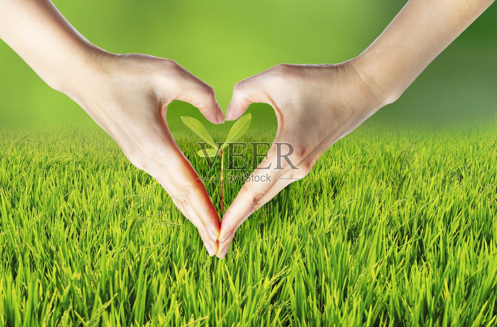 双手形成心形，双手捧着绿色的小草和绿色的植物宝宝，爱自然，拯救世界照片摄影图片