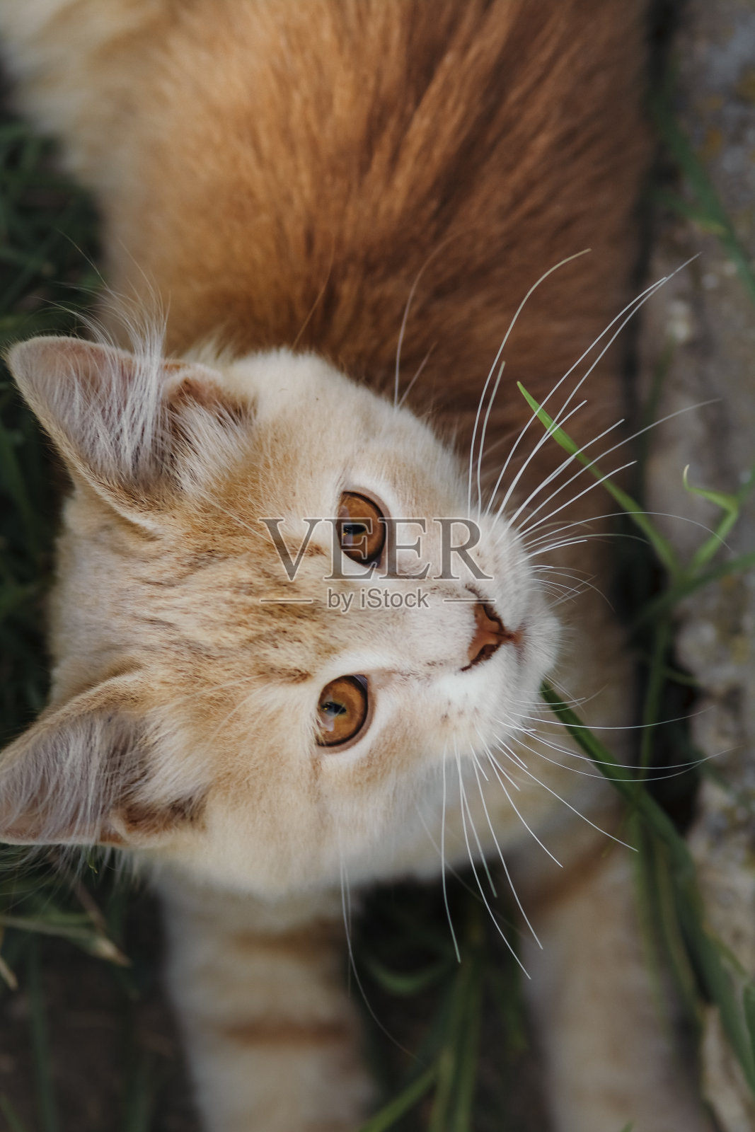 俯视图肖像的一个美丽的姜猫抬头，棕色眼睛的小猫走在户外照片摄影图片