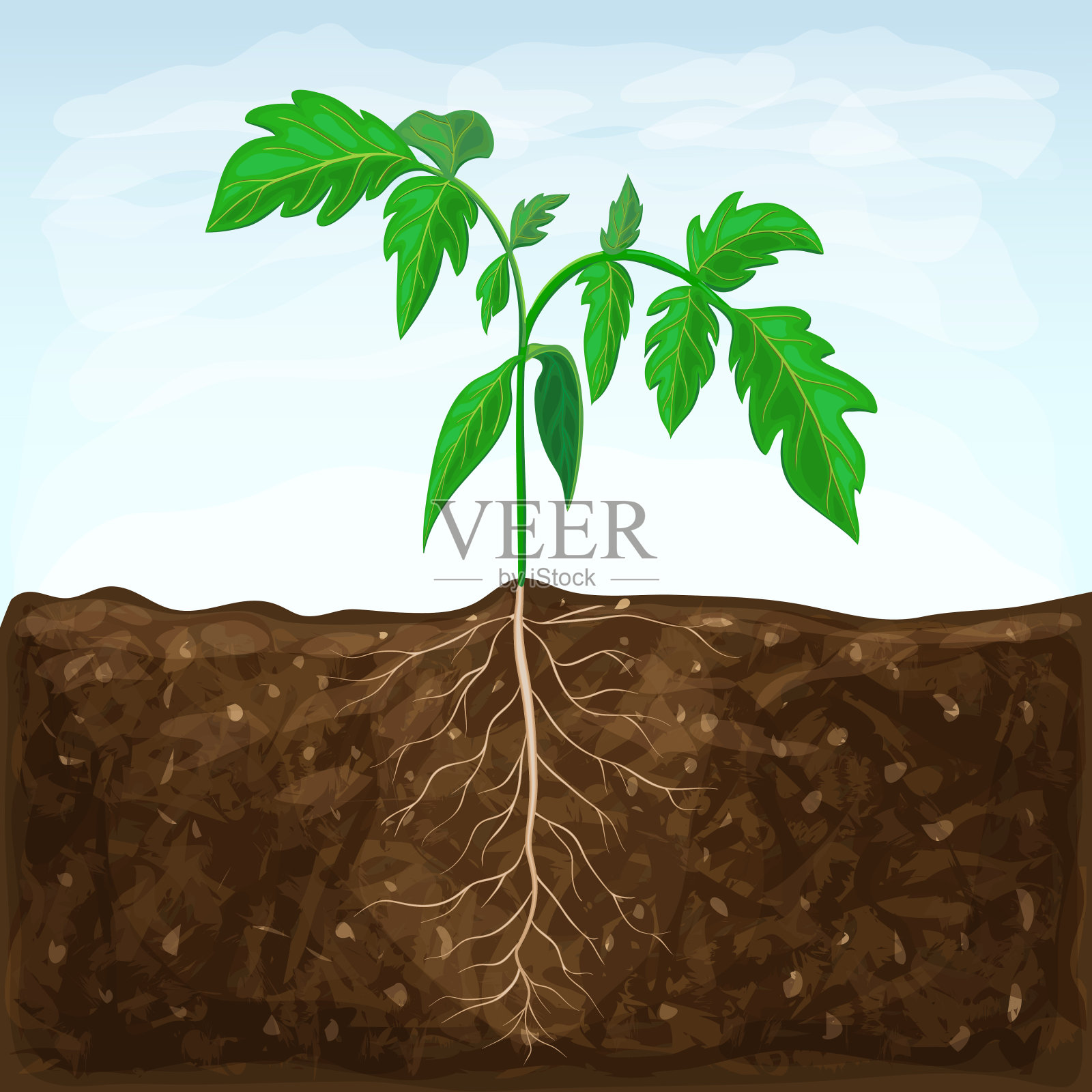 蔬菜幼苗生长在肥沃的土壤里。在蓝天背景下，以地下根系发芽。绿色芽矢量插图。健康番茄植株春芽设计元素图片