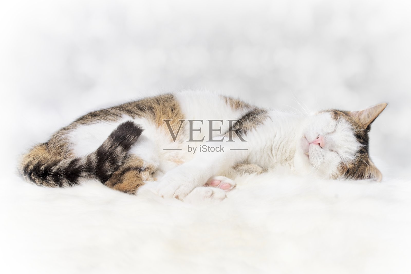 可爱的虎斑猫在睡觉。特写肖像与复制空间。照片摄影图片