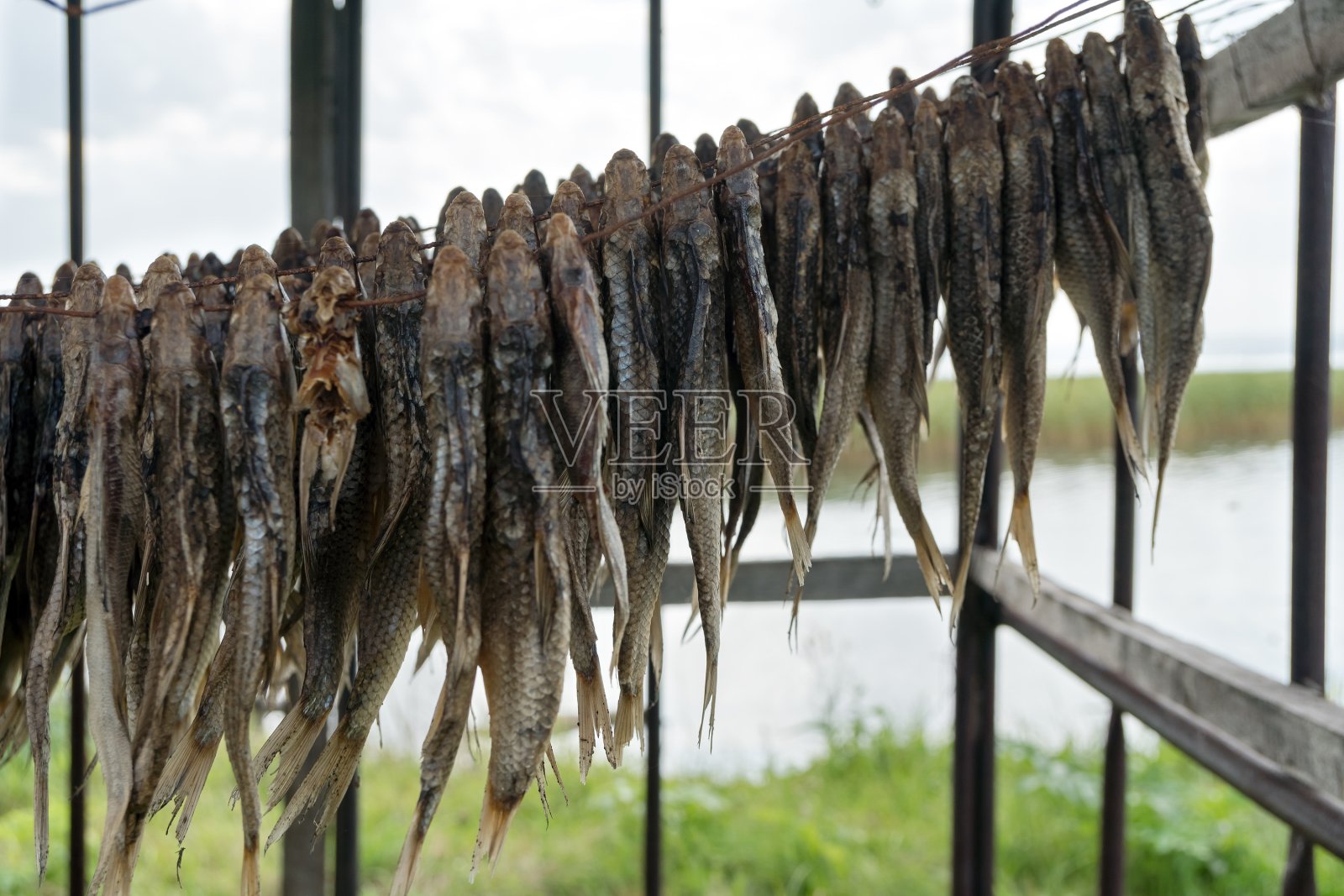 盐渍河鱼在露天用绳子大量晾干。照片摄影图片
