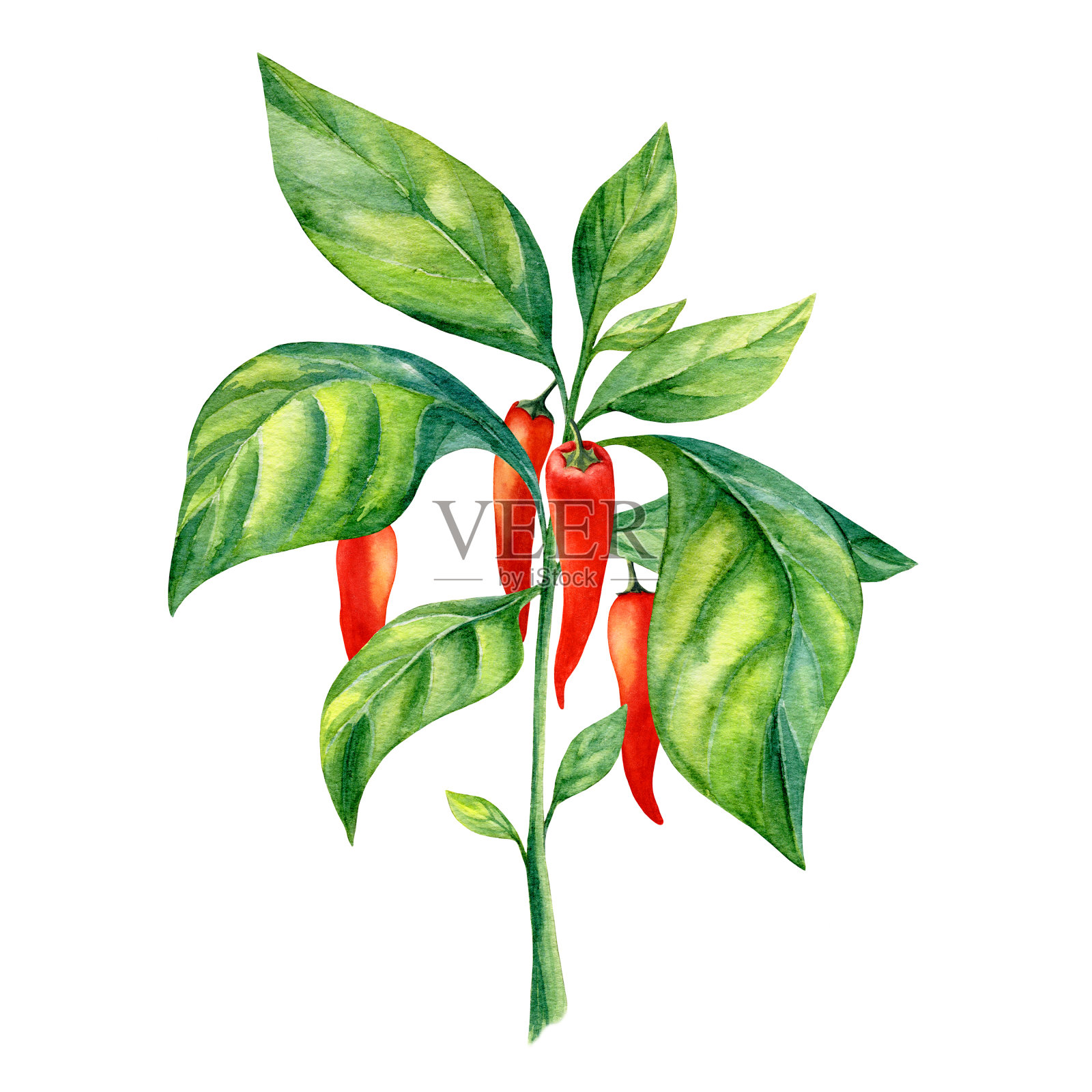 辣椒。红辣椒。水彩剪纸艺术。手画。插画图片素材