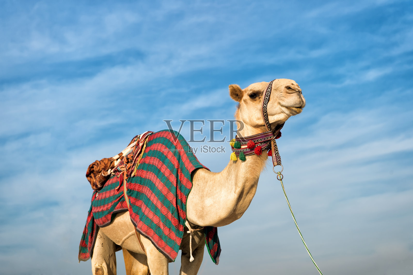 骆驼对着蓝天照片摄影图片