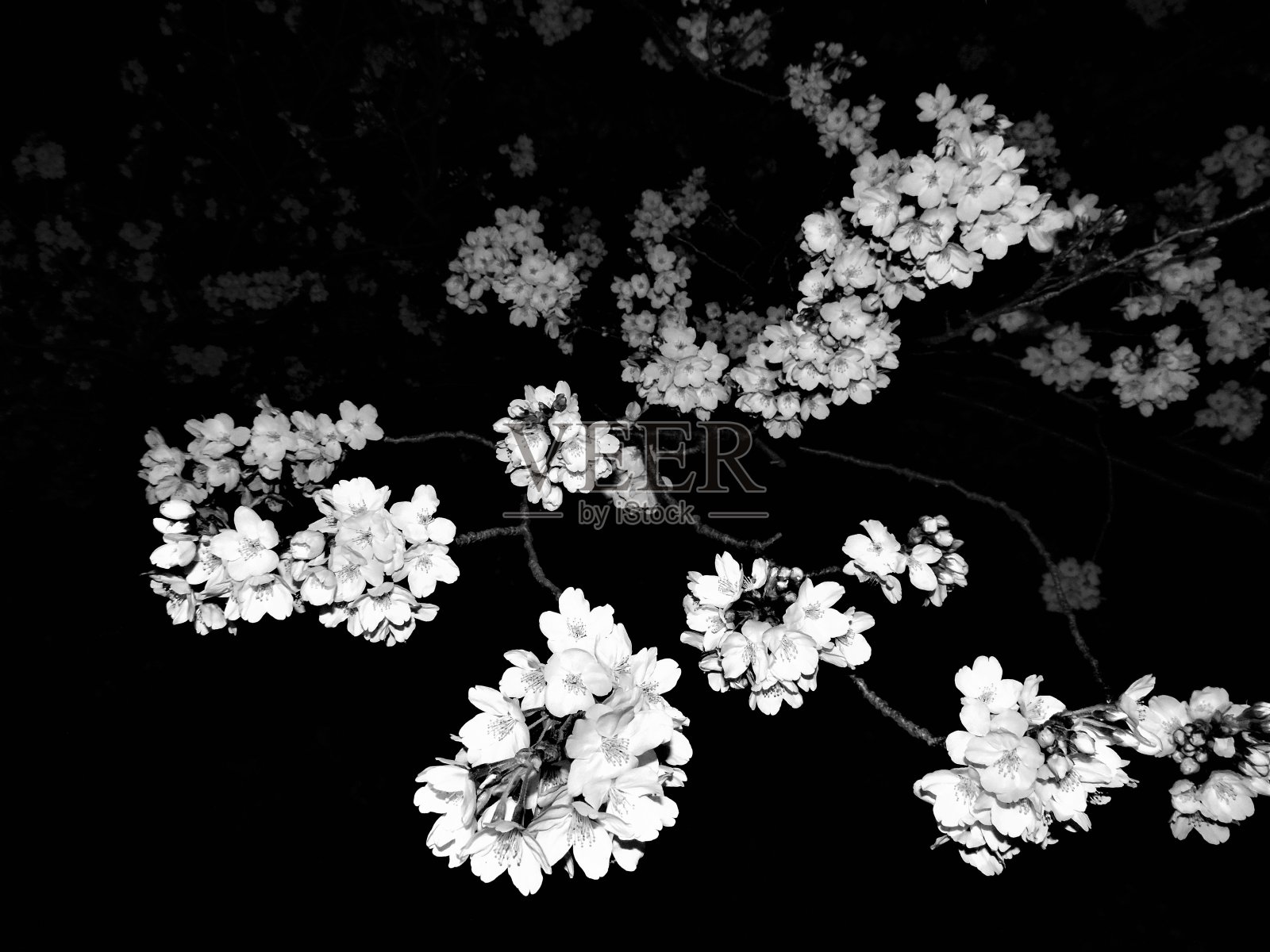 日本。3月。樱花在午夜。照片摄影图片