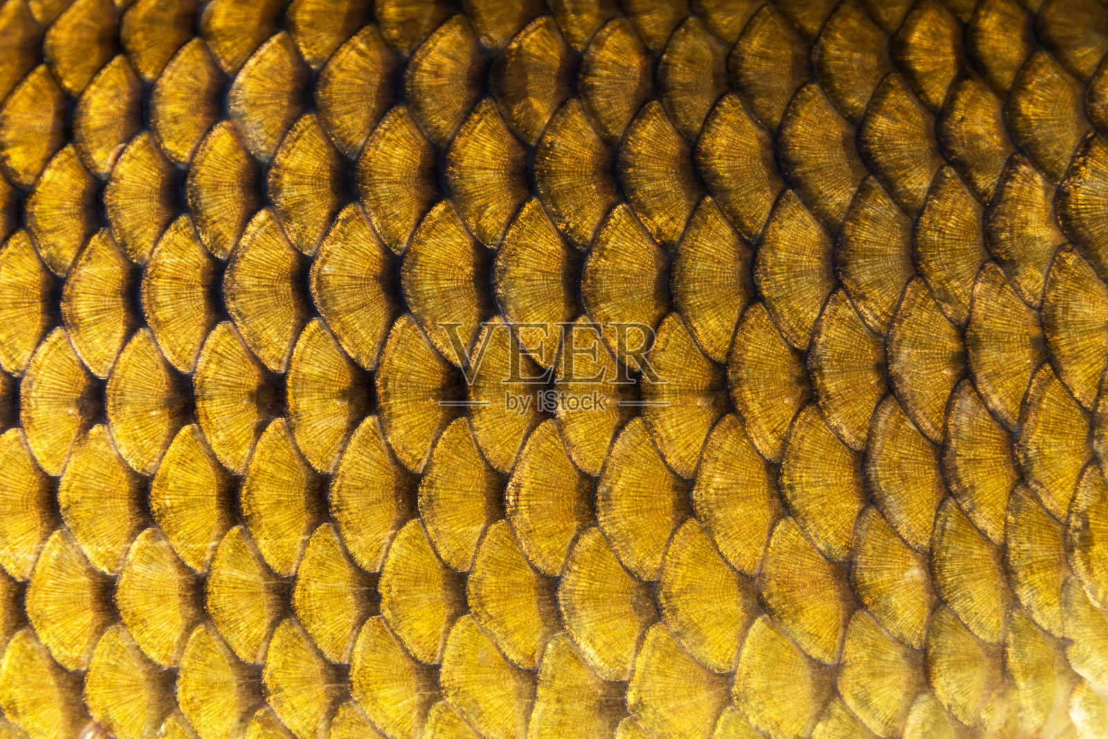 大野生鲤鱼鱼皮纹理鳞片图案宏观观。照片摄影图片