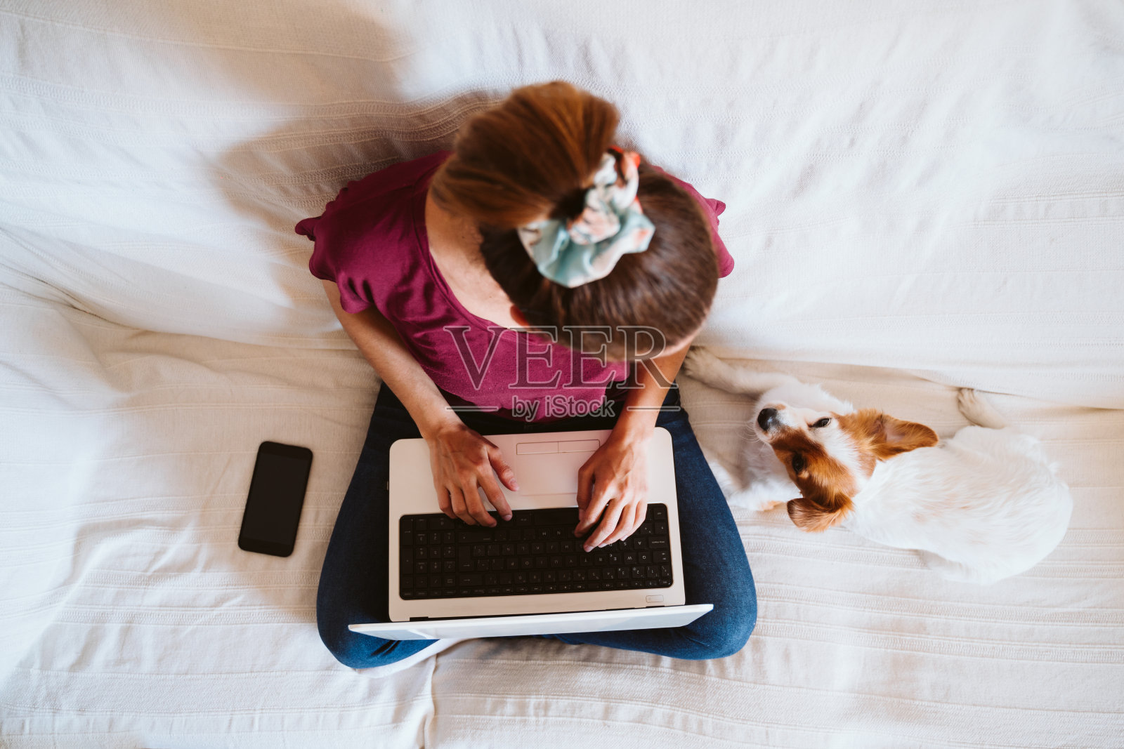 年轻女子在家里用笔记本电脑工作，坐在沙发上，旁边还有可爱的小狗。科技与宠物概念照片摄影图片