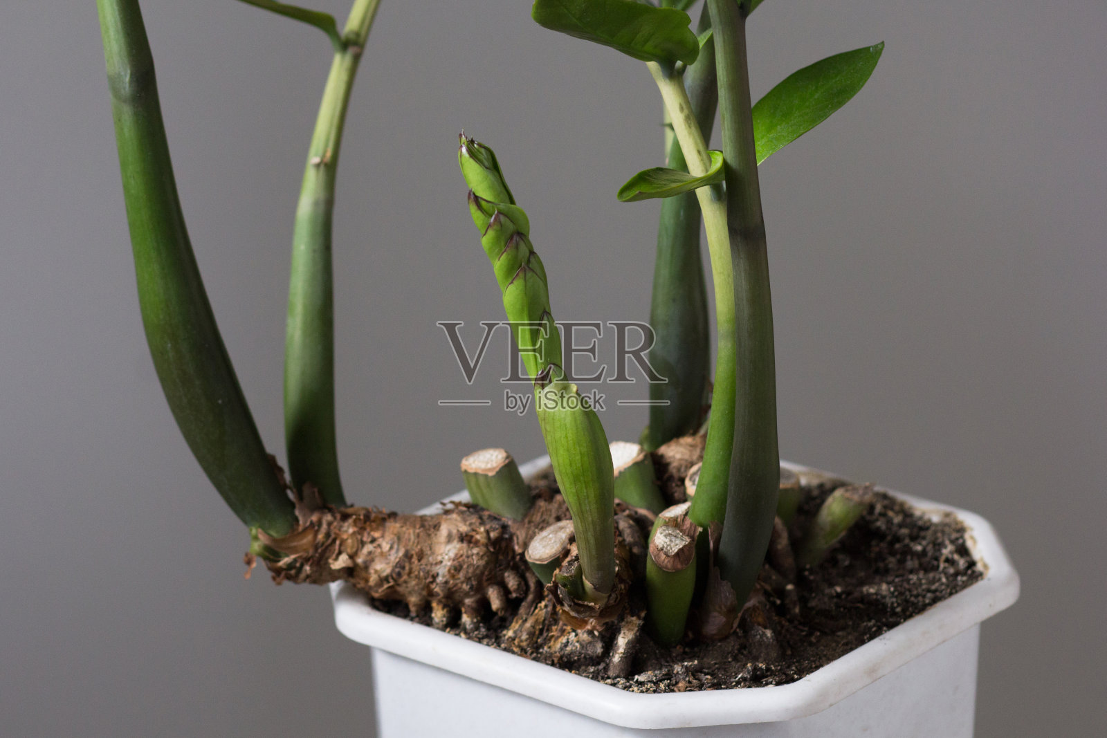 扎米果室内植物，根在盆栽下，换盆前较小照片摄影图片