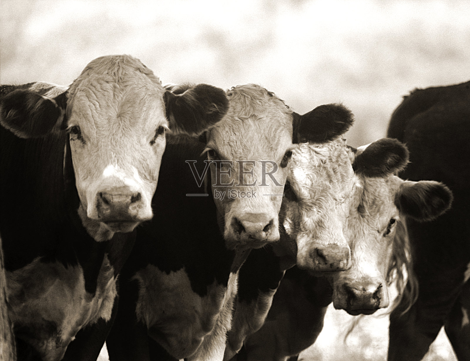 四头牛排成一排照片摄影图片