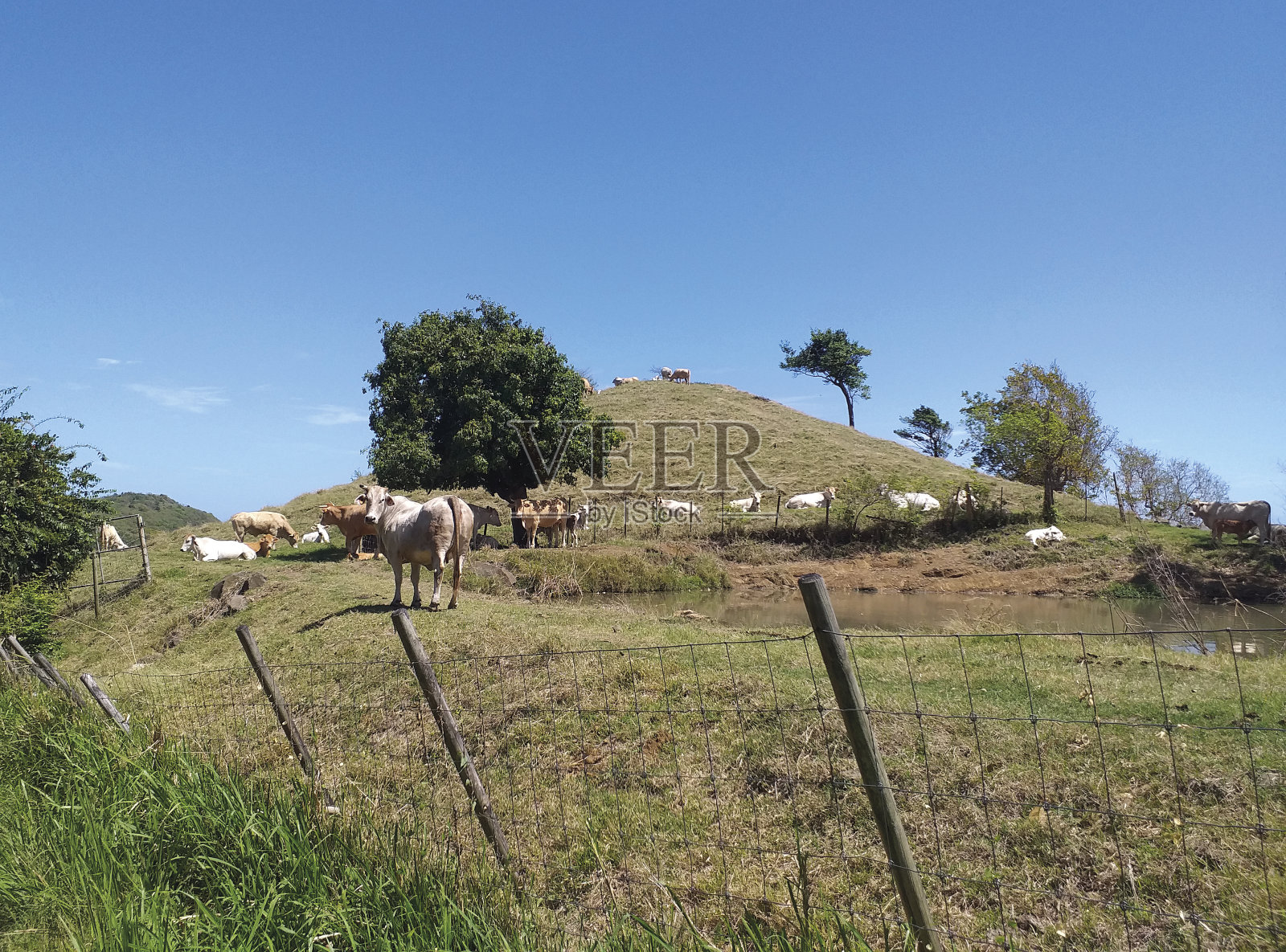 在加勒比海蔚蓝的天空下，牛群在围栏地里吃草。热带野生自然。法属西印度群岛。照片摄影图片