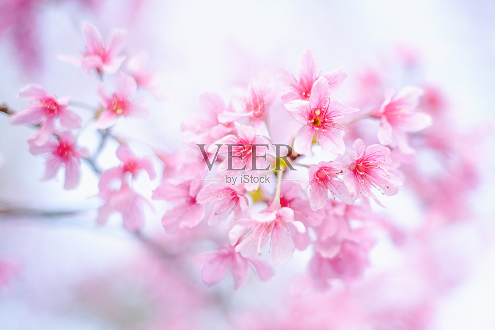 美丽的粉红色樱花照片摄影图片