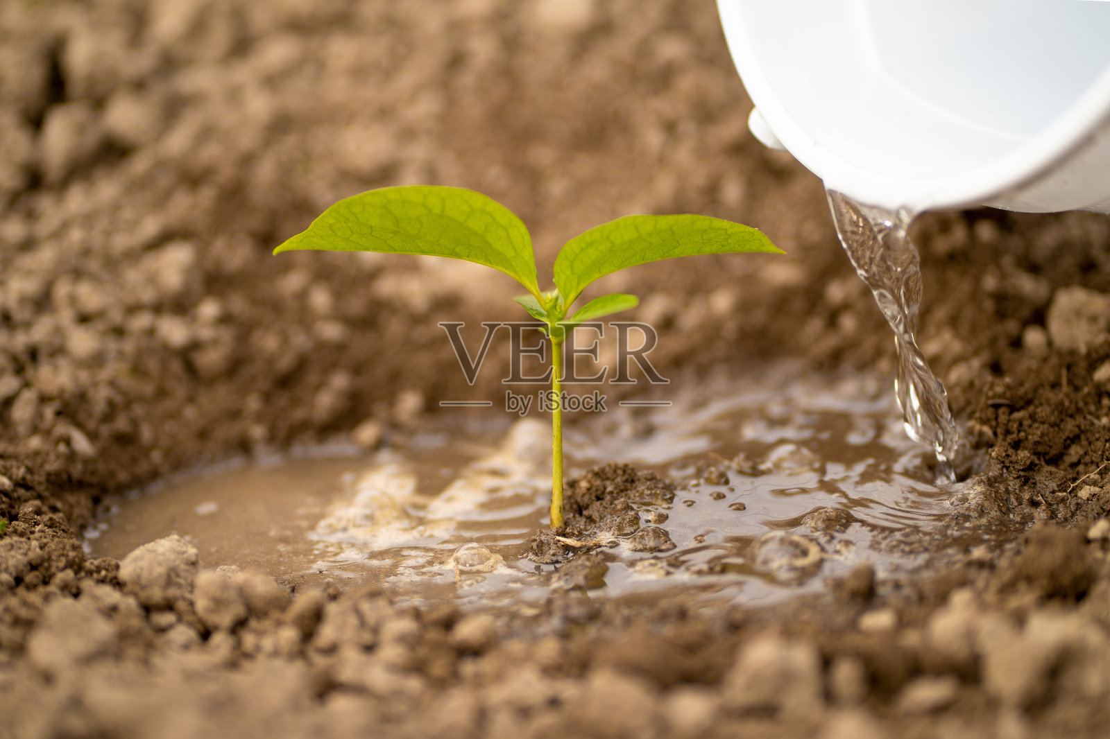 Pflanzen gießen: Wie oft sollte man wässern? - Plantura