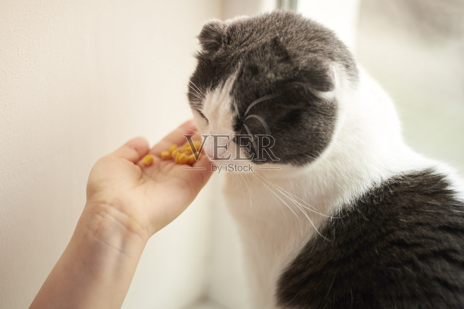 主人把他的猫玉米放在他的手掌里。照片摄影图片
