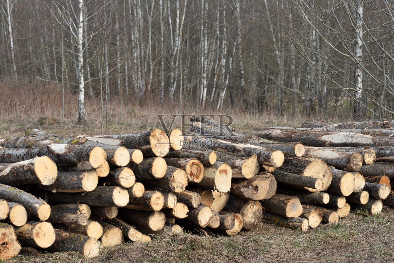原木。砍伐森林中的木材。照片摄影图片