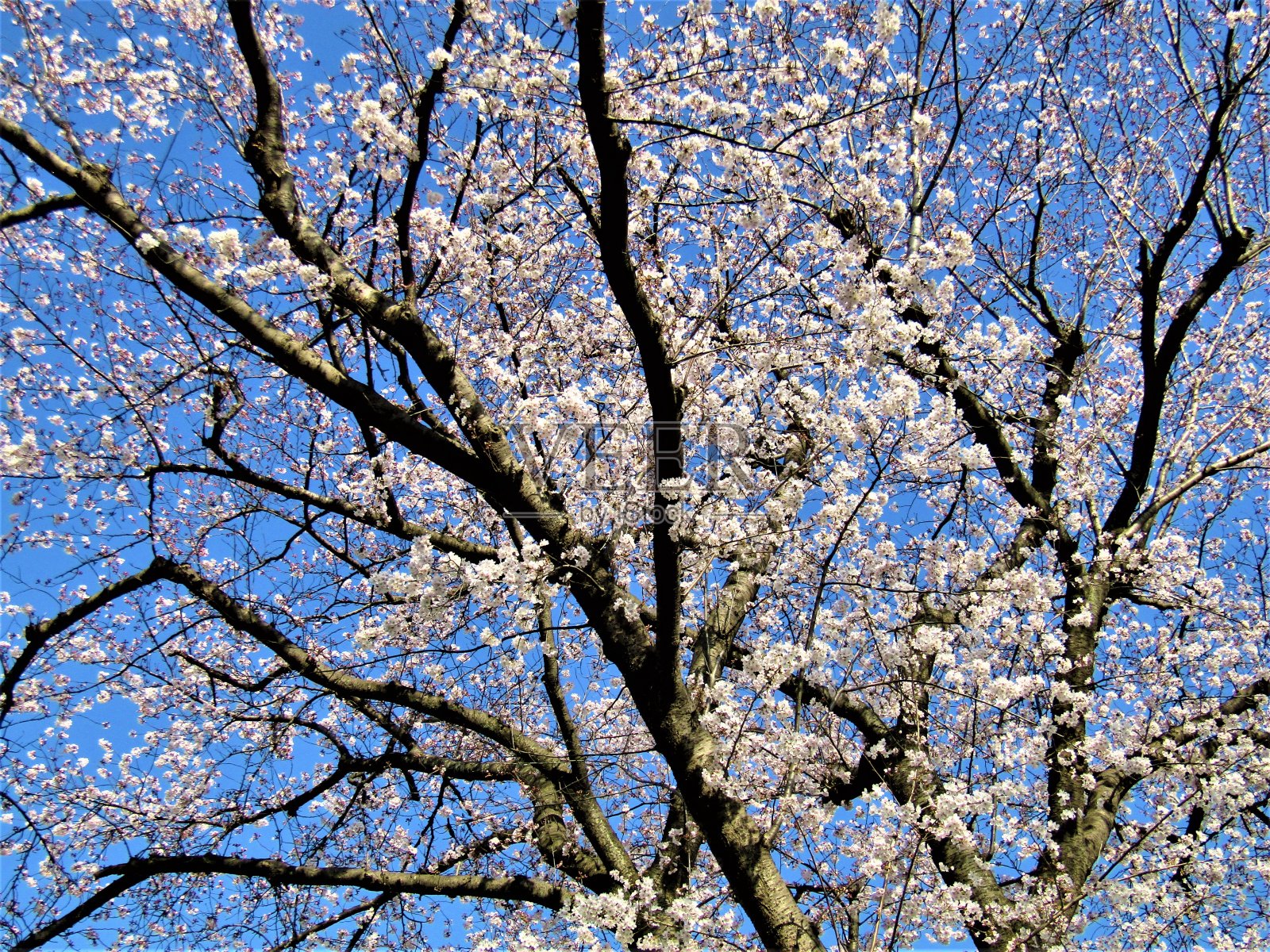 日本。3月。老樱桃树开花了。照片摄影图片