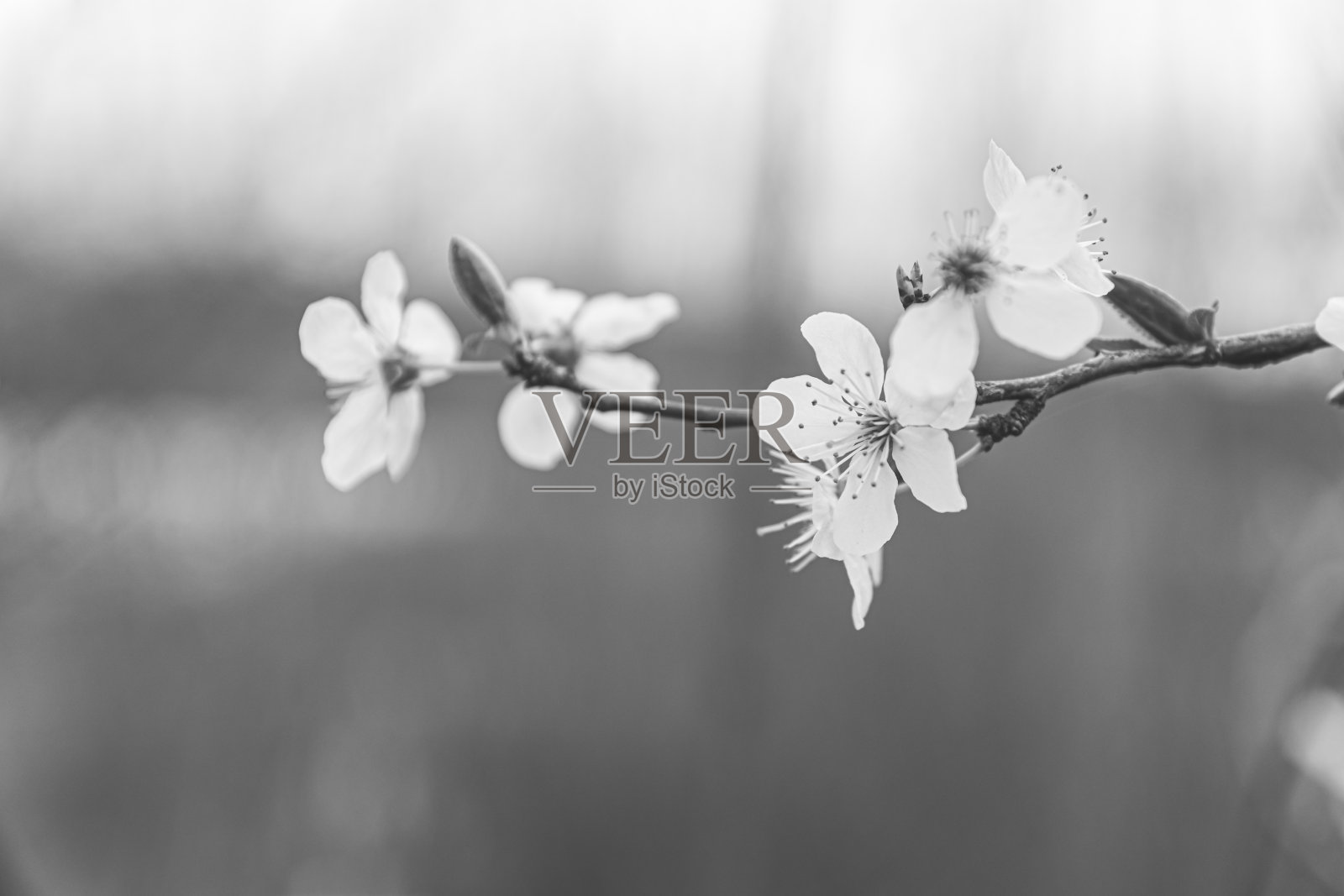 樱花在特写在黑色和白色照片摄影图片