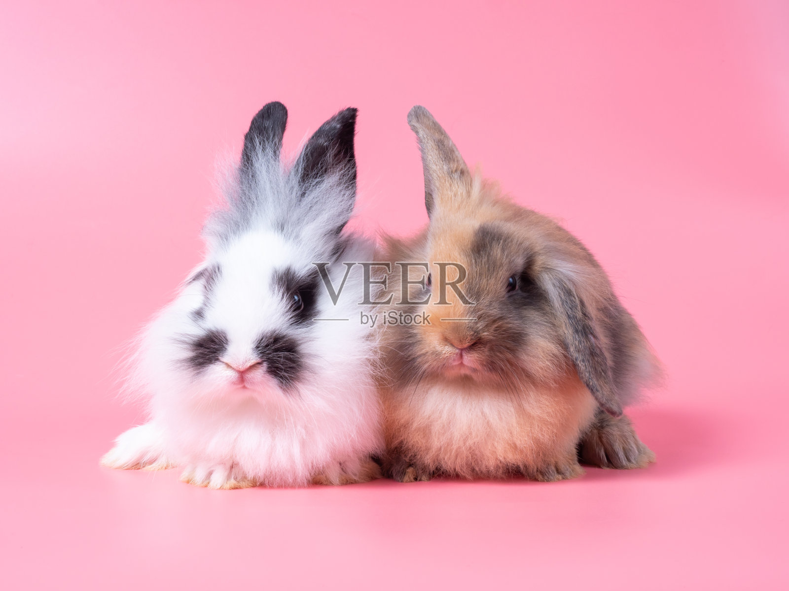 两只可爱的小兔子坐在粉红色的背景上。照片摄影图片
