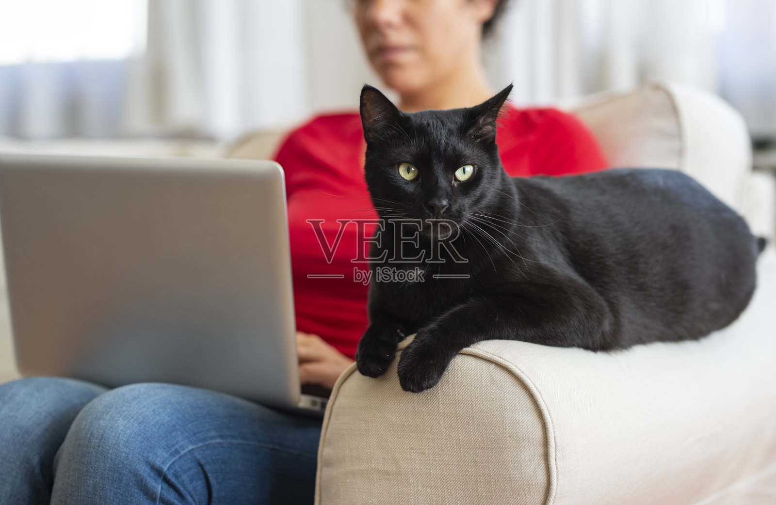 在家工作，和她的猫坐在一起的妇女照片摄影图片