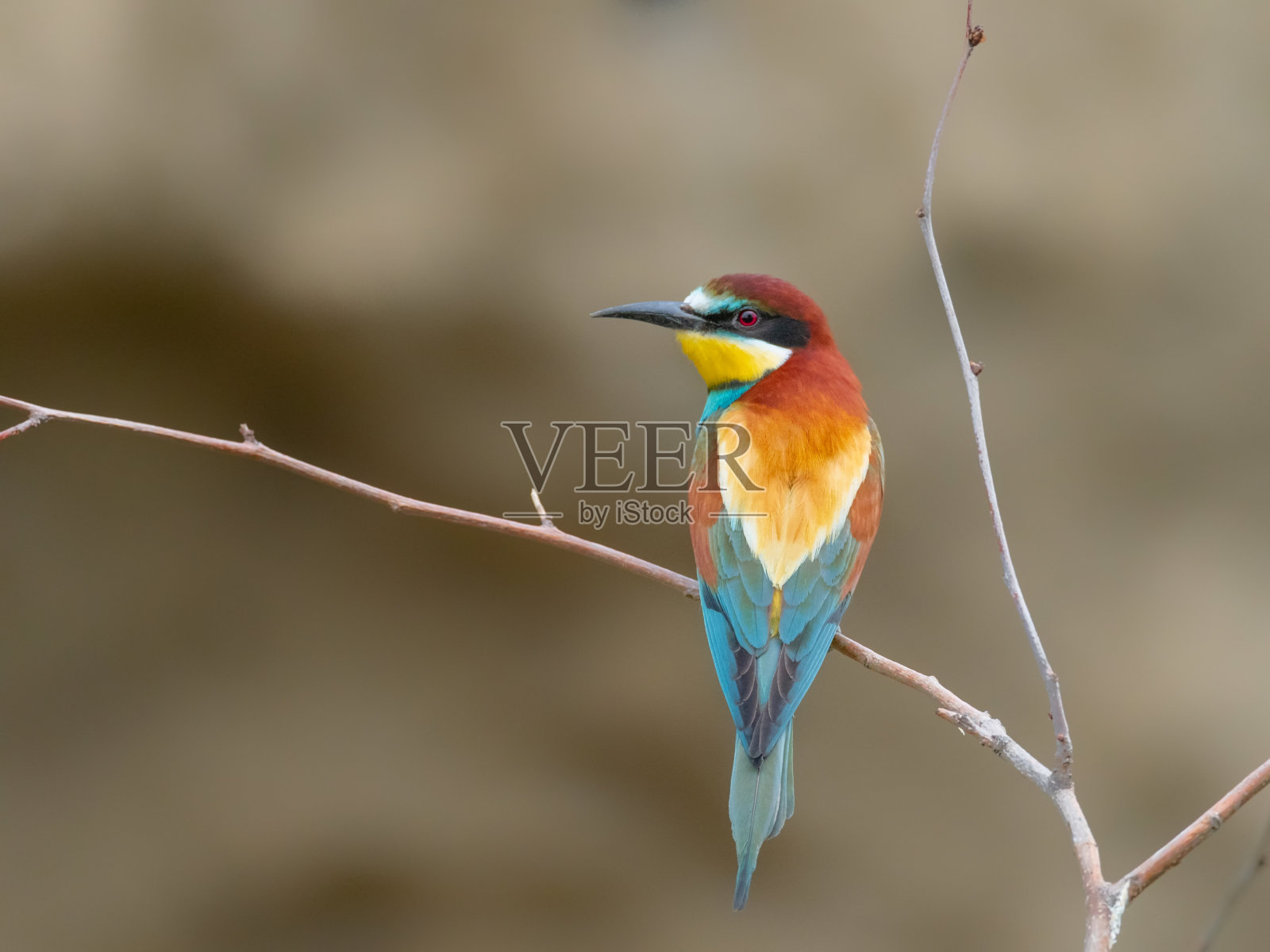 欧洲食蜂鸟，美丽的彩色鸟坐在树枝上照片摄影图片