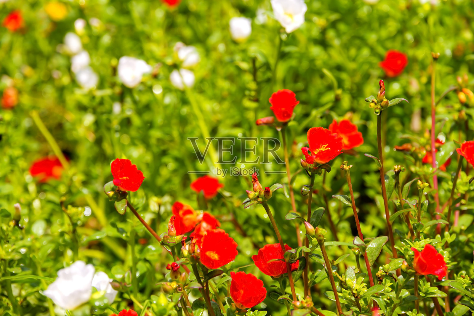 马齿苋的花具有红白相间的美丽照片摄影图片