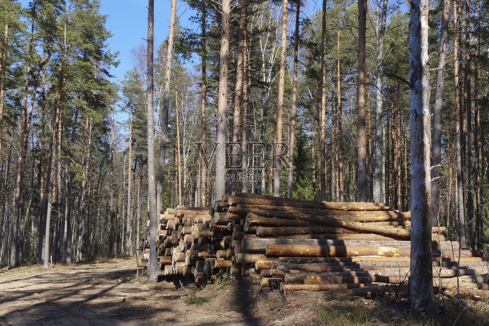 对松树林进行卫生砍伐。新砍伐的原木堆放在森林道路上，准备出口照片摄影图片