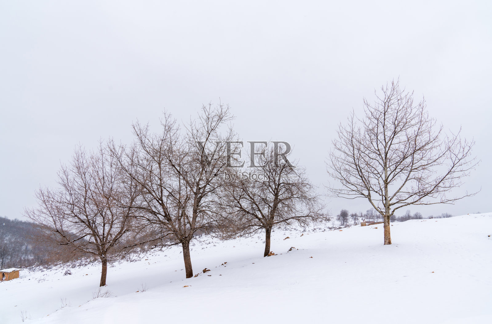 美丽的冬天景象与孤独的树木。照片摄影图片