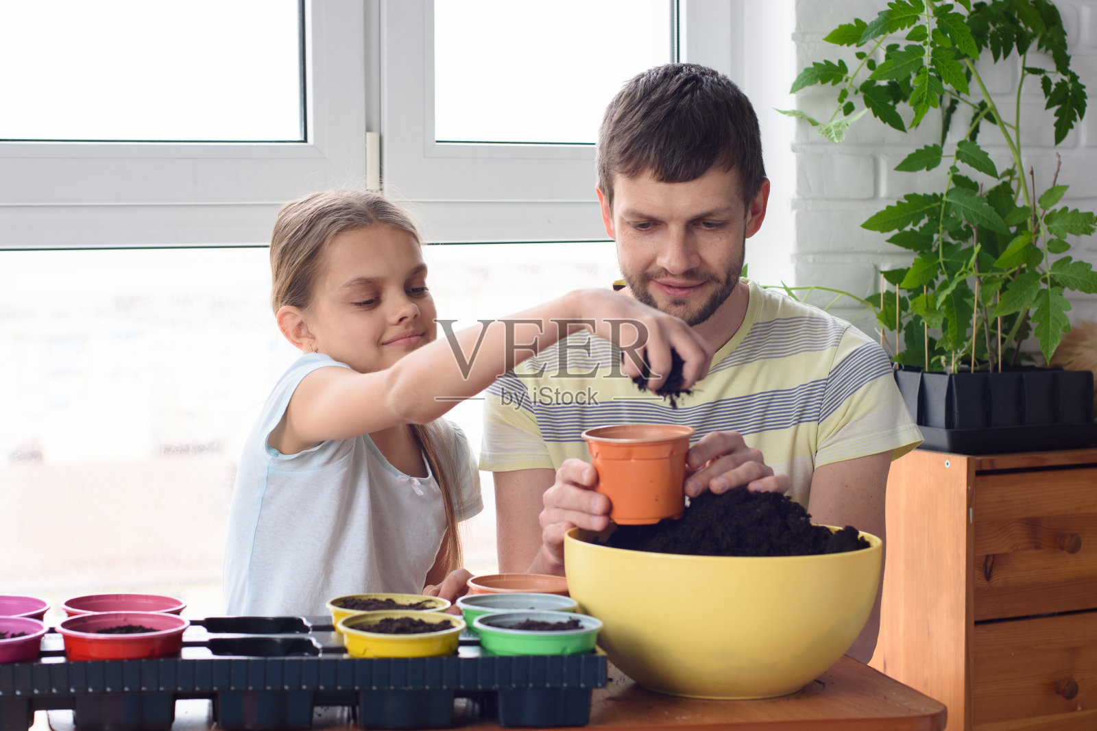 女孩和爸爸一起把土倒进花盆里种植物照片摄影图片