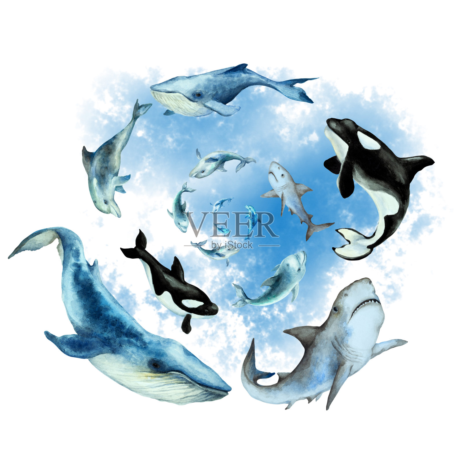 游泳的海豚，鲨鱼，蓝鲸，逆戟鲸在抽象的蓝色背景螺旋旋转，孤立。手画水彩。插画图片素材