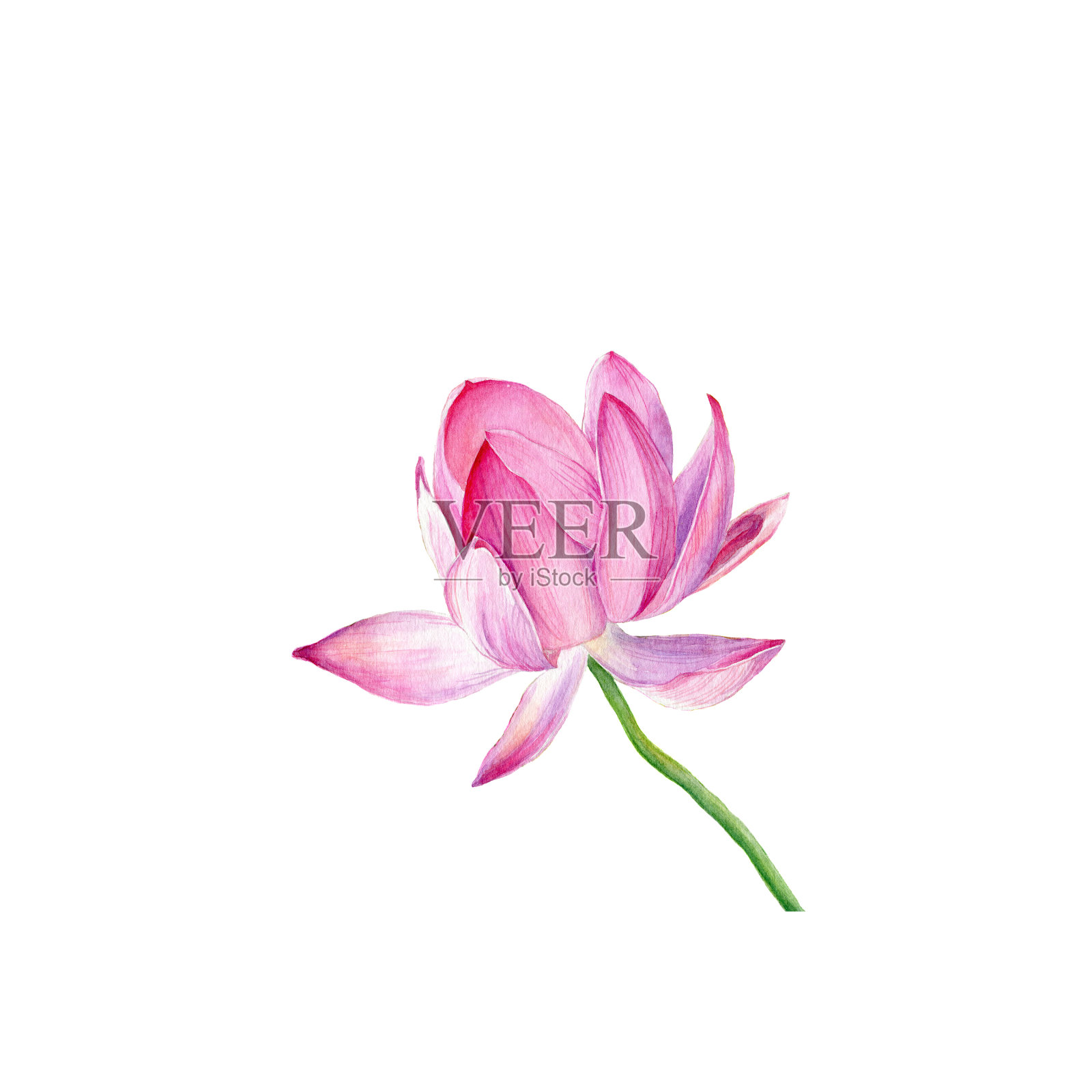 手绘水彩插图。一个粉红色的莲花设计元素图片