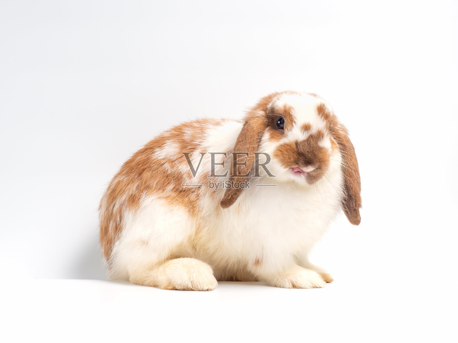 可爱的荷兰垂耳兔孤立在白色背景。荷兰垂耳兔的侧视图。照片摄影图片