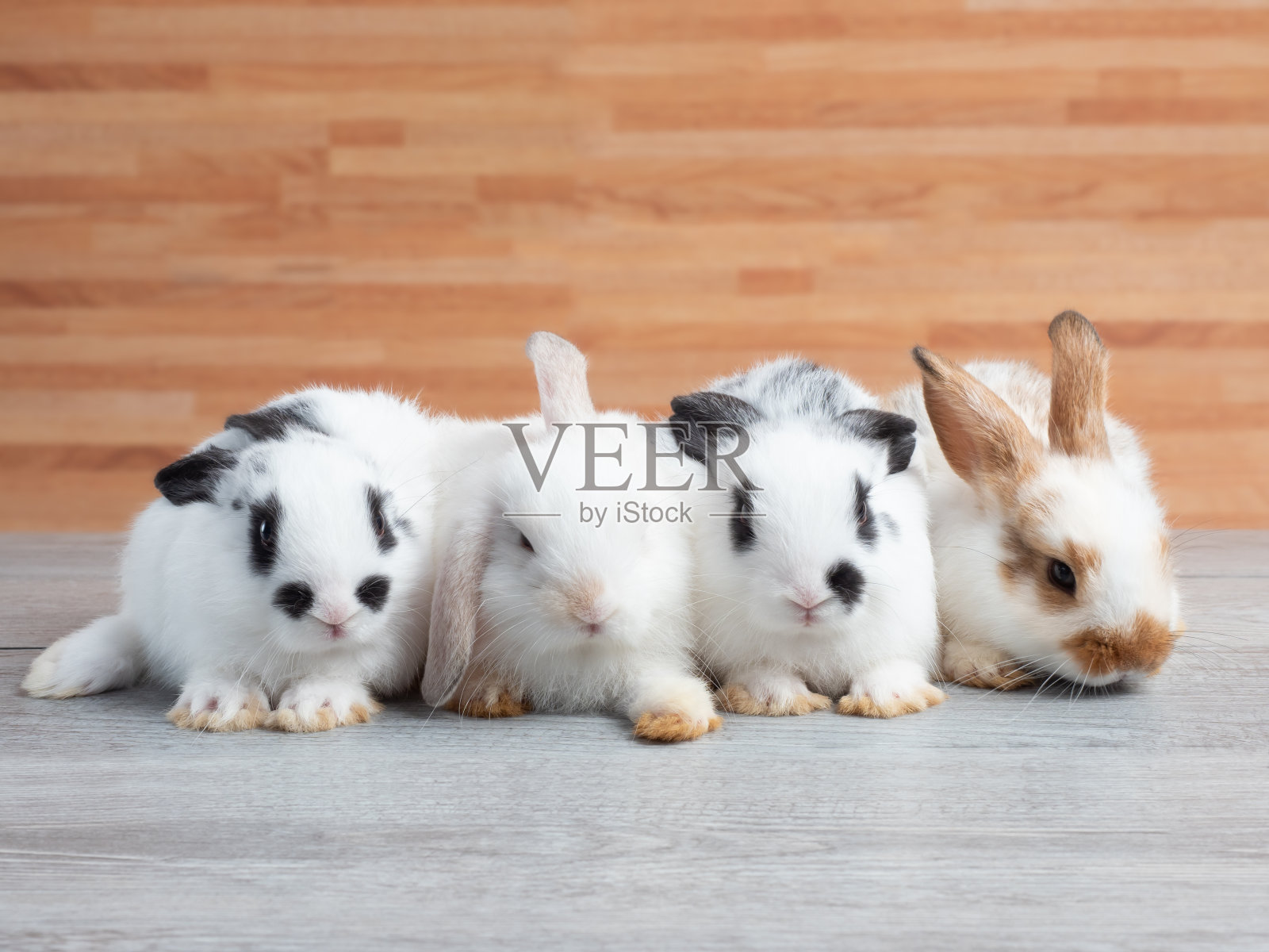 一群可爱的小兔子躺在木桌上。可爱的四只小兔子坐成一排。照片摄影图片