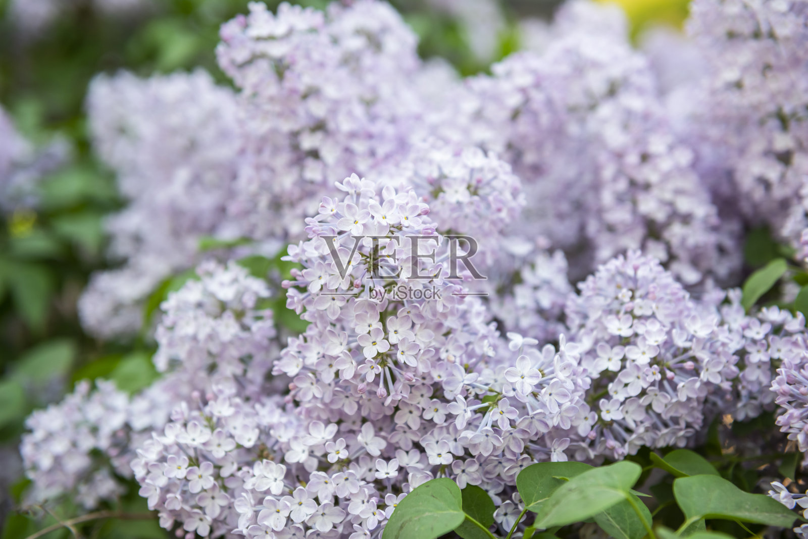 淡紫色花的背景照片摄影图片