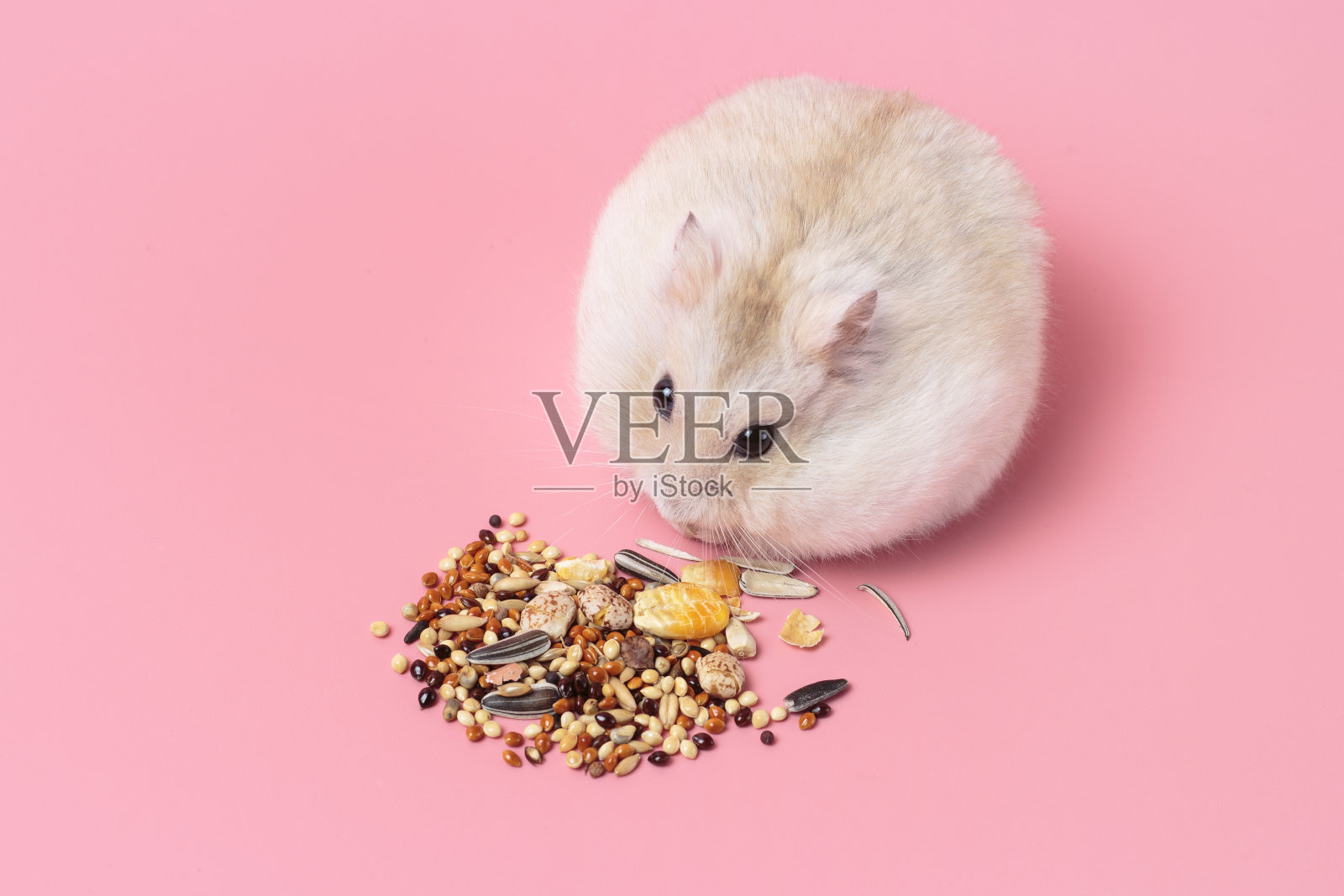 矮人毛茸茸的仓鼠吃谷物在粉红色的背景俯视图，复制空间。照片摄影图片