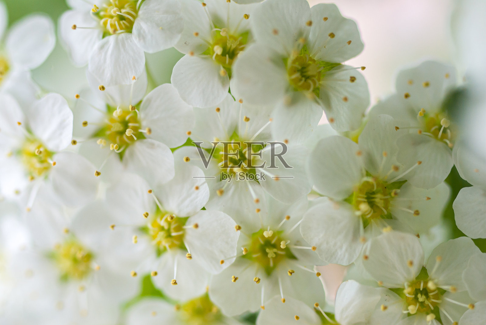 春天开花的灌木，有许多白花-绣线菊(绣线菊)。照片摄影图片