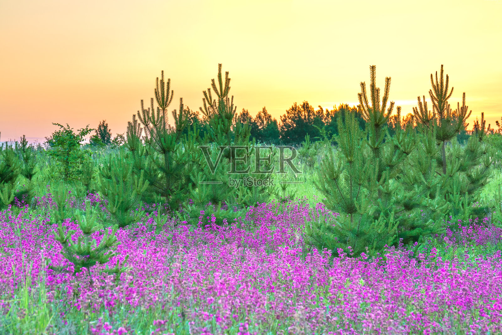 令人惊叹的春天景观，紫色的花朵在草地上照片摄影图片