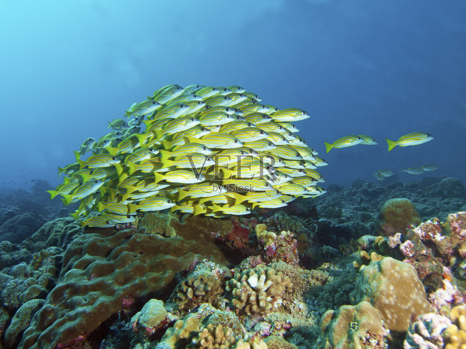 一群鱼，在密克罗尼西亚帕劳的珊瑚礁上的蓝条纹鲷鱼照片摄影图片
