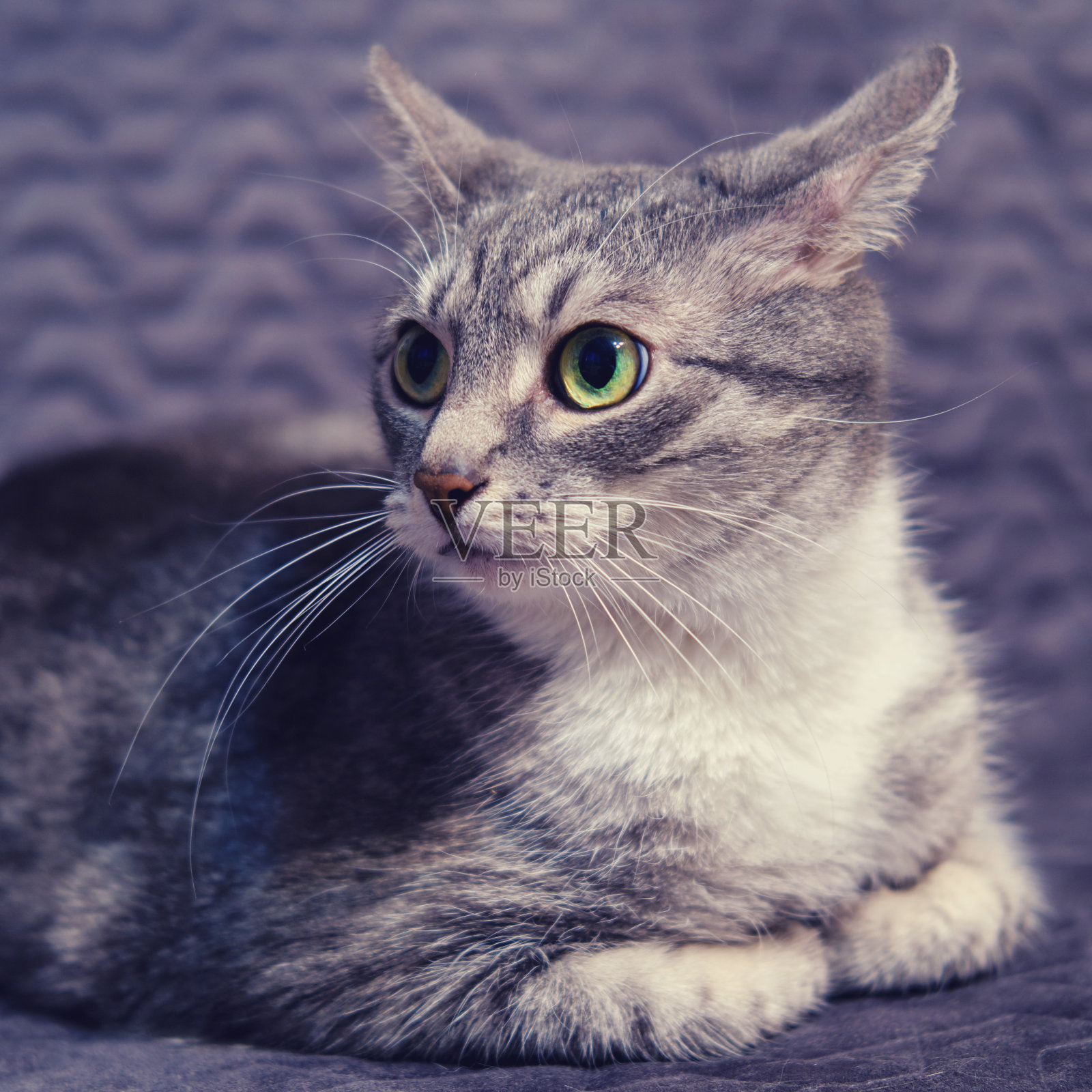 猫竖起耳朵，大声地听着。因冠状病毒疫情而被隔离和隔离。照片摄影图片