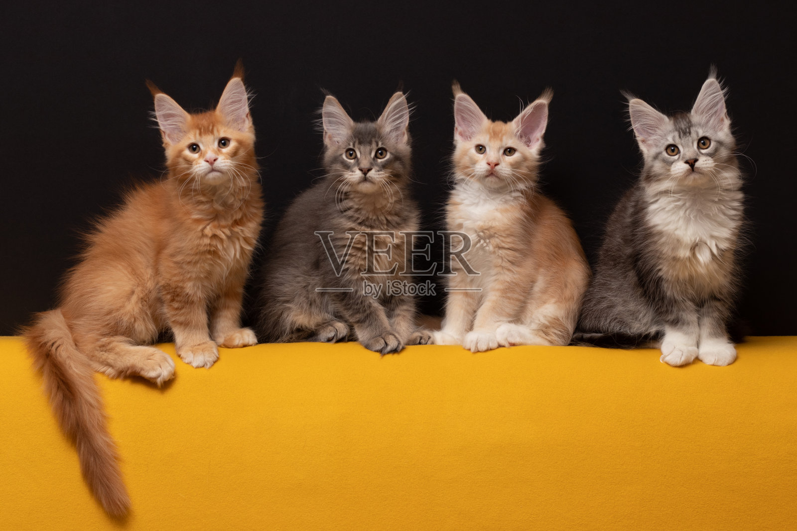 很多漂亮的缅因猫照片摄影图片