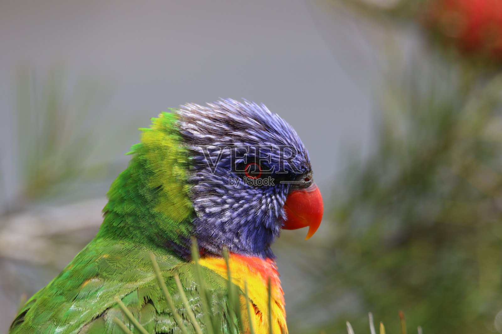 彩虹吸蜜鹦鹉照片摄影图片
