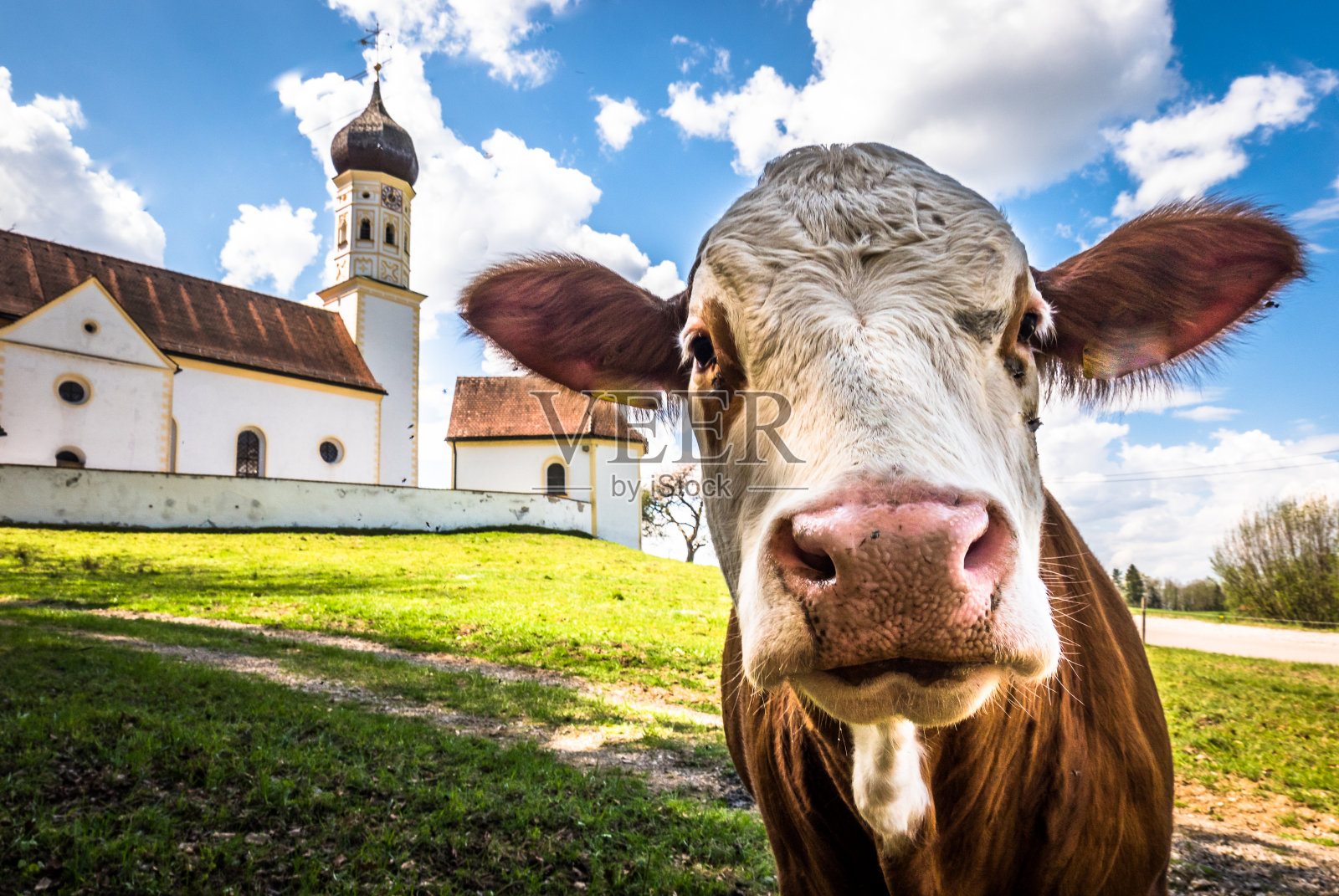 巴伐利亚教堂前的搞笑奶牛照片摄影图片