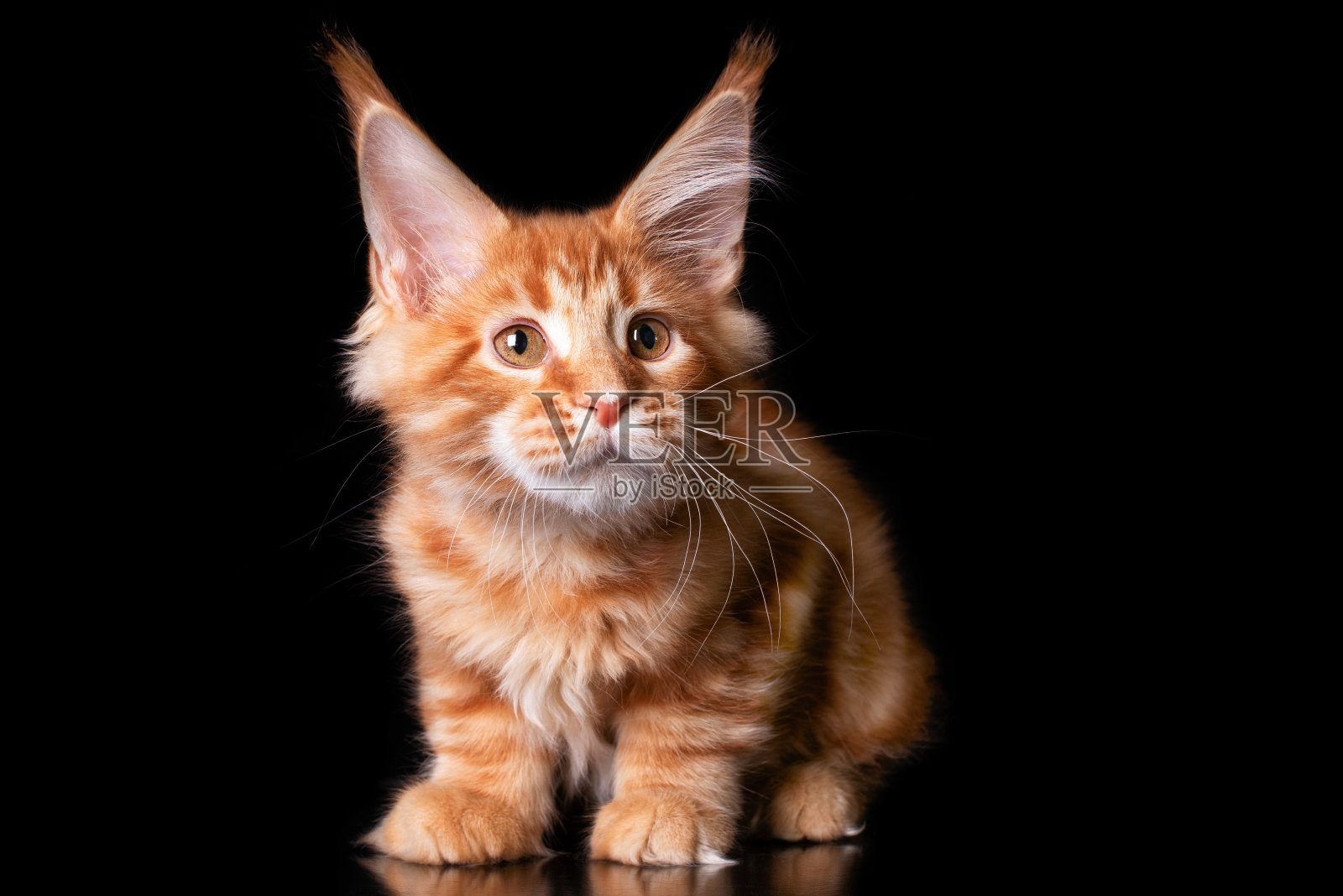 可爱可爱的缅因小猫。照片摄影图片