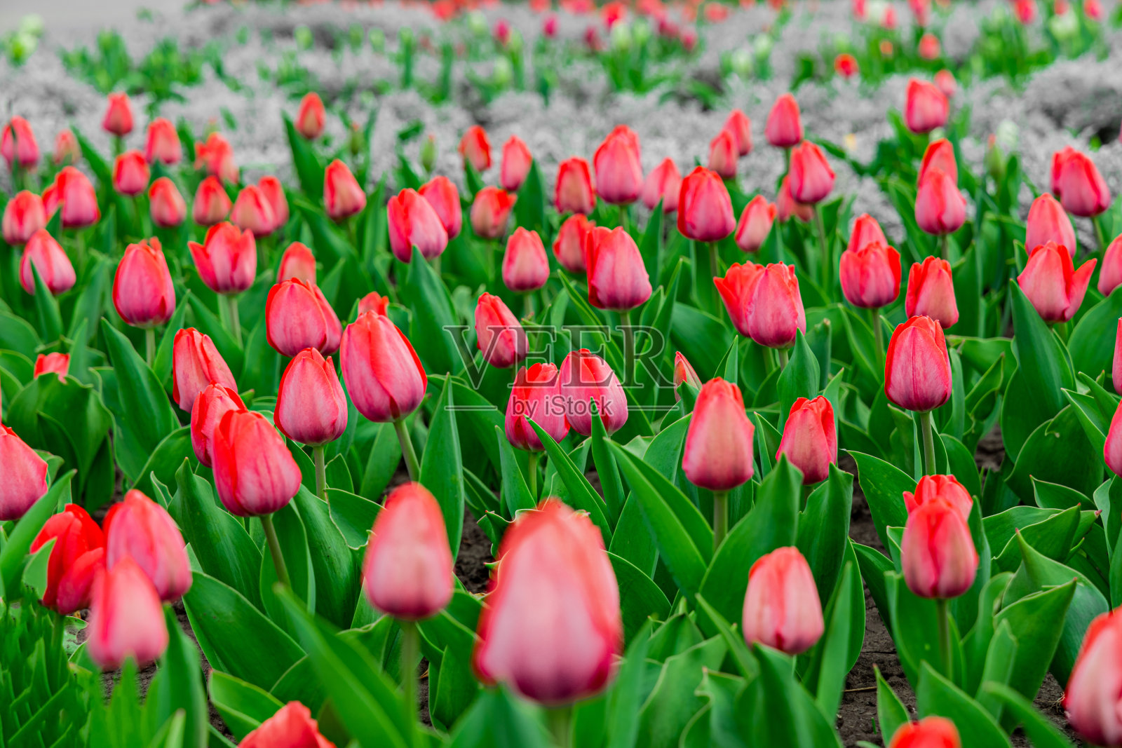 郁金香花坛盛开的春天，海报花园风景，明亮的绿色，红色，粉红色的颜色照片摄影图片