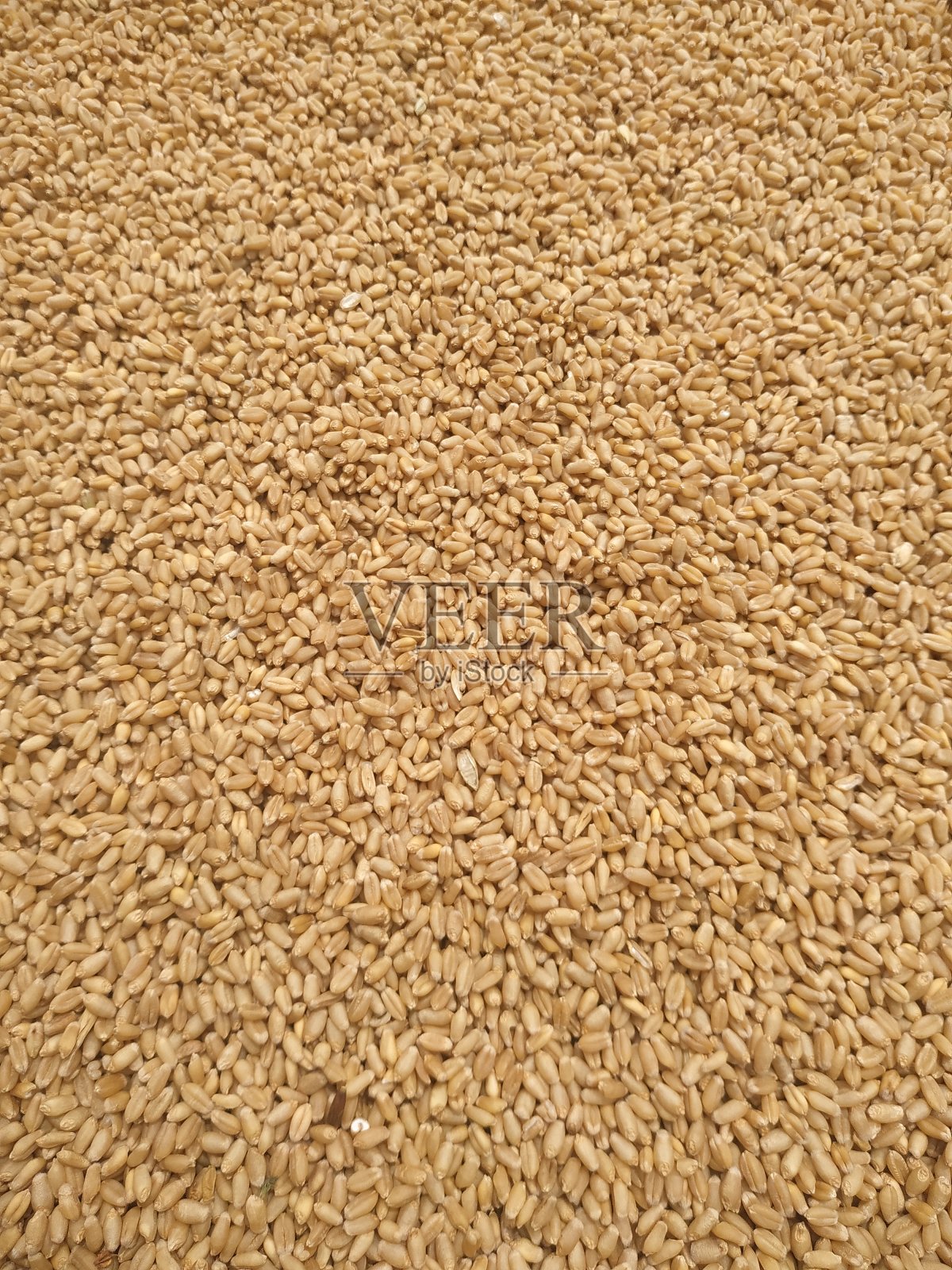 干小麦种子排列为纹理背景。尼泊尔照片摄影图片