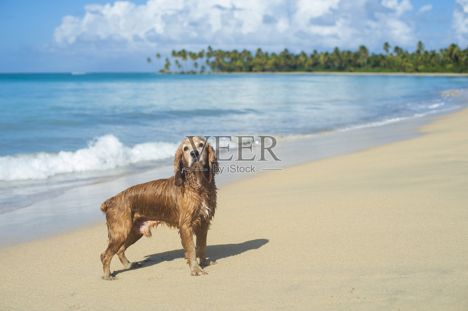海滩上的英国可卡犬照片摄影图片